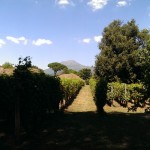 Wijngaard en de Vesuvius op de achtergrond